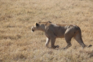 Lion on the hunt