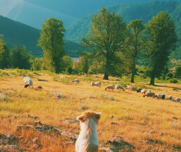 Guardians of the flock